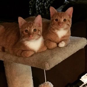 Meet your Posher, Breanna